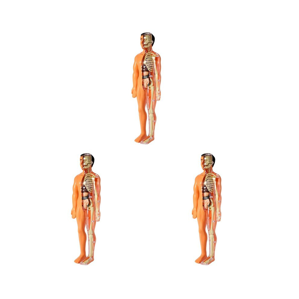 3X 3D Human Body Anatomy Model Children Plastic Diy Skeleton Toy Science Early Learning Aids Educational Toys 6031427297548