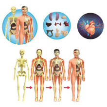 3X 3D Human Body Anatomy Model Children Plastic DIY Skeleton Toy Science Early Learning Aids Educational Toys
