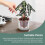 Vaso Autoirrigável de 4 Polegadas, Vaso para Violeta Africana, Vaso de Vidro com Fundo Irrigável para Plantas de Interior e Propagação 7