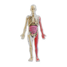 Gör-det-Själv-Sammansättning Av Noctilucent Mänskligt Organskelettmodell Anatomy för Early Childhood Biology Teaching Primary Secondary
