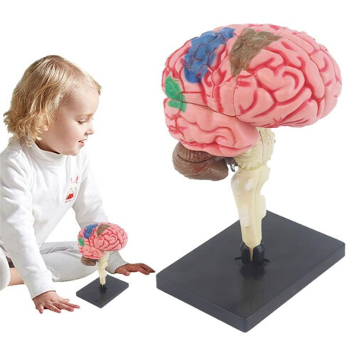 New 4D Human Brain Model Kids Scientific Medical Teaching Anatomical Model Lab Display Model DIY Assembling Model 2