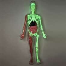 DIY Assembly of Noctilucent Human Organ Skeleton Model Anatomy for Early Childhood Biology Teaching Primary Secondary