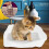 10 Pack Drawstring Cat Litter Box Liners with Filter Mesh, Eco Friendly Tear Resistant Large Size 2