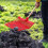 Manure Fork Replacement , Pitchfork , Horse Manure Rake, for Picking  Manure, Plastic Fork Replacement ,A 4