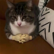Dehnbares TPR-Hände-Katzenspielzeug, -Hände für Katzen, Neues Dehnbares TPR-Hände-Katzenspielzeug, Fingerhandschuhe für Katzen 3 Stück