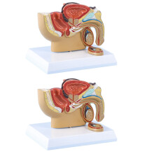 4X Modèle de Système Urinaire Rectal de Vessie de Prostate Testiculaire de Section Sagittale Pelvienne Masculine 1:2