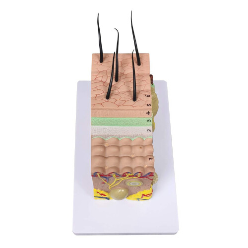 Skin Model, 35X FöRstorad Anatomisk Modell Anatomy för Science Classroom Study Display Teaching Model 2