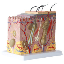 Model SkóRy 50X PowięKszony Anatomiczny Model SkóRy Anatomia TróJwymiarowy Model SkóRy do Nauczania w Klasie