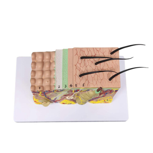Skin Model, 35X FöRstorad Anatomisk Modell Anatomy för Science Classroom Study Display Teaching Model 2