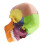 Medical-Skull Human Body Model Education Skull Model 1:2 for Student Teaching Study Assembling Model,Multicolor 2