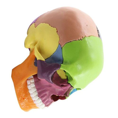 Medical-Skull Human Body Model Education Skull Model 1:2 pour Student Teaching Study Assembling Model,Multicolor 2
