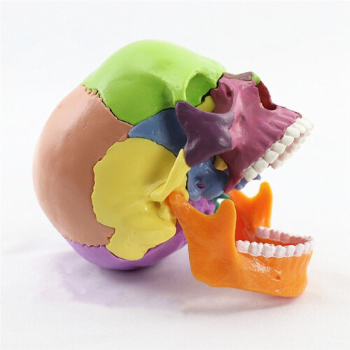 Medical-Skull Human Body Model Education Skull Model 1:2 pour Student Teaching Study Assembling Model,Multicolor