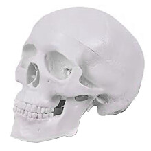 Human Skull Model, 3 Parts Anatomical Skull Model with Removable Skull Cap and Articulated Mandible
