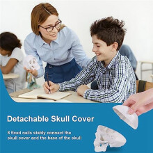 Human Skull Model, 3 Parts Anatomical Skull Model with Removable Skull Cap and Articulated Mandible