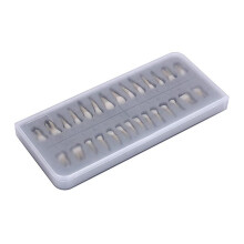 28 Sztuk Model ZęBa 1:1 Model ZęBóW StałYch Dental ŻYwica ZąB Demonstracja ZąB Edukacja Naucz Studium