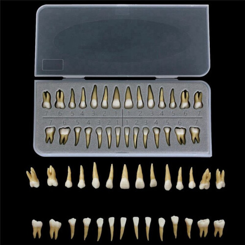 28Pcs Tooth Model 1:1 Permanent Teeth Model Dental Resin Tooth Demonstration Tooth Education Teach Study 1