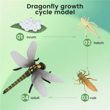 Life Cycle of A Dragonfly Insects Life Cycles Growth Model Children Animal Growth Cycle Science Educational Toys