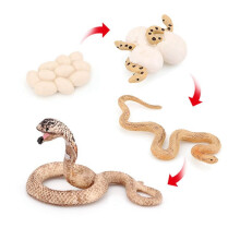 8X Realistic Animal Life Growth Cycle Biological Model Toys Snake Growth Cycle Biological Model Growth Cycle