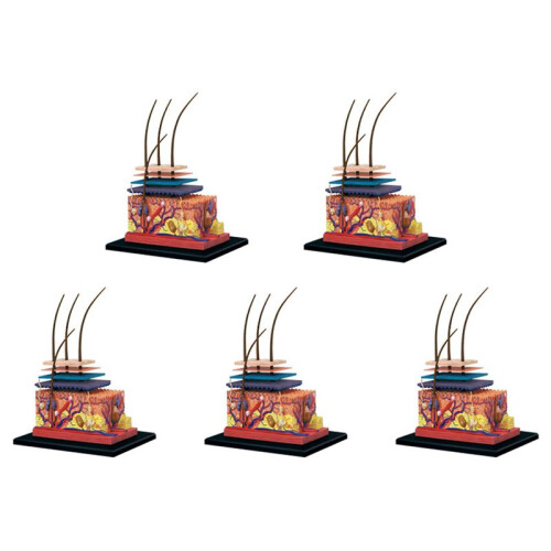 5X 4D Human Skin Model Hair Organs Assembling Puzzle Model Teaching Model Manikin Science Anatomical Model