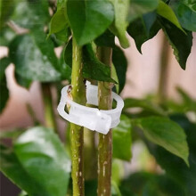 Plastic Plant Support Clips Reusable Plant Vine Protection Grafting Fixing Tool for Vegetable Tomato Garden Supplies,A