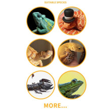 Reptile Feeding Bowls Terrarium Plate Reptile Feeder Amphibian Feeding Bowl for Frog Tortoise Bearded Dragon Turtle,S