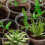 Vasos de Viveiro Transparentes de 5,7 Polegadas para Plantas: Vasos de Mudas com Armazenamento de Água 3