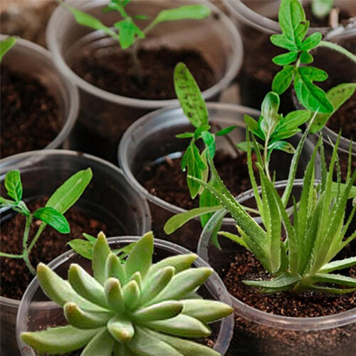 Vasos de Viveiro Transparentes de 5,7 Polegadas para Plantas: Vasos de Mudas com Armazenamento de Água 2