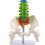 3pcs 45cm with Pelvic Human Anatomical Anatomy Spine Spinal Column Model Teaching Resources for Students 4