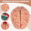Human Brain,Life Size Human Brain Anatomy Model with Display Base, for Science Classroom Study & Teaching Display B 5