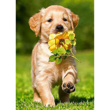 5D DIY Diamant Stickerei Hund mit Blume Diamant Malerei Kreuzstich voller Runde Strass Haus Dekoration