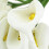 12Pcs  Calla Artificial Flower Bouquet Wedding Decoration DIY Wreath Gift White 7