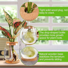 -Transparentes Terrarium Aus Glas, Erdlose GrüNe Pflanzenvase, Garten, Wohnzimmer, Zuhause, Tischdekoration