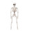 Halloween Skeletons Decorations, Posable Plastic Skeleton, Full Body Skeleton with Movable Joints 5
