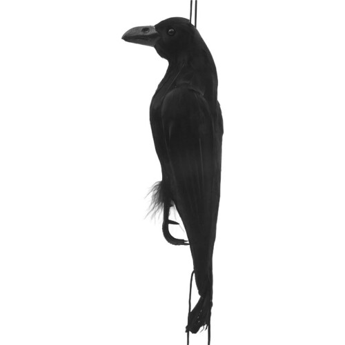 Realistic Hanging Dead Crow Decoy Lifesize Extra Large Black Feathered Crow
