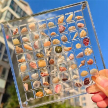Acrylic Magnetic Seashell Display Box,Diamond Gemstone Beads Storage Display Organizer Box Grid Clear Acrylic Seashell,A