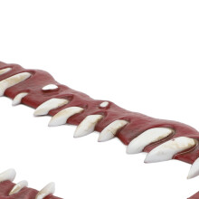 Gory Teeth Licence Plate Frame UK