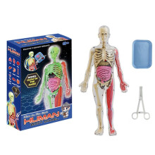 Human Anatomy Squishy Body Model Science Kits Glow in the Dark Skeleton Learning Educational Human Body Toys for Kids