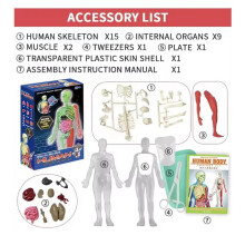 Human Anatomy Squishy Body Model Science Kits Glow in the Dark Skeleton Learning Educational Human Body Toys for Kids
