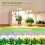 Plant Grow Light,LED Growing Light for Indoor Plants,2  Adjustable Height Growing Lamp with Timer,for Small Plants 3