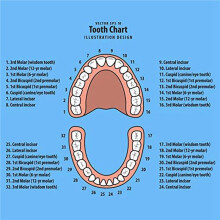 2X Baby Teeth Keepsake Box for Kids Teeth Saver Box Children Teeth Storage Holder Teeth Organizer Deciduous Teeth Box