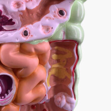 Modell Des Menschlichen Verdauungssystems Magenanatomie Dickdarm Blinddarm Rektum ZwöLffingerdarm Strukturmodell der Inneren Organe Des Menschen