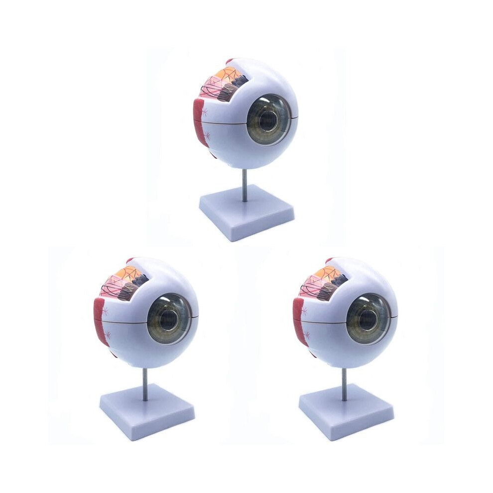 3Pcs 6X Enlarged Human Eye Anatomical Model,Anatomically Accurate Eye Model Human Eye Anatomy 6031710396606