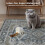 6x9Rug - Πλενόμενο χαλί ανθεκτικό στους λεκέδες, αντιολισθητικά χαλιά με πλάτη για 5