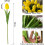 Conjunto de 10 tulipas de seda roxas de 33 cm (13 polegadas), ideais para decoração de casa/cozinha/casamento, Dia das Mães, Páscoa e presentes 2