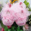 Παπούτσια Princess με μαλακή σόλα και σχέδιο Rose Flower για μωρά κορίτσια 1