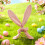 Easter Bunny Ear Tree Topper Pink Cloth Spring Base 37.5 cm 8
