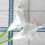 20 τεμάχια τεχνητό λουλούδι calla lily από latex πραγματικής αφής για διακόσμηση σπιτιού 4