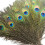 Pacote com 30 penas de pavão de 25 a 30 cm (10 a 12 polegadas) para artesanato, decoração de casamentos e carnaval. 1