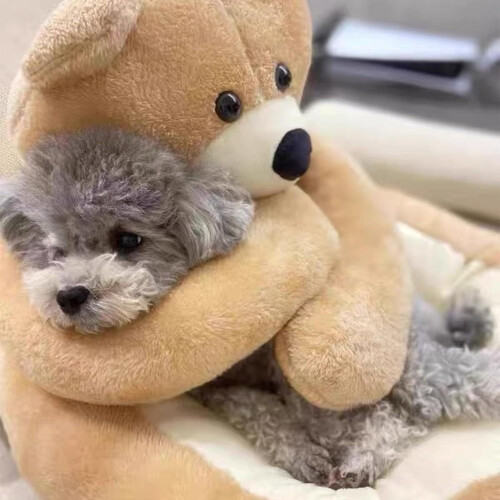 Κρεβάτι σκύλου Teddy Bear με αγκαλιάζοντα μπράτσα – Βελούδινο χαλάκι ύπνου για 2