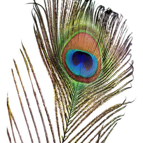 Pacote com 30 penas de pavão de 25 a 30 cm (10 a 12 polegadas) para artesanato, decoração de casamentos e carnaval. 1